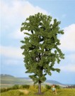 Horse Chestnut Tree thumbnail