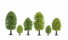 Deciduous Trees thumbnail