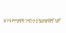 Sheep thumbnail