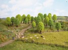 Deciduous Trees thumbnail