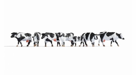 Cows