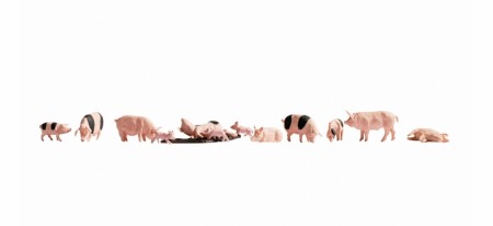 Pigs