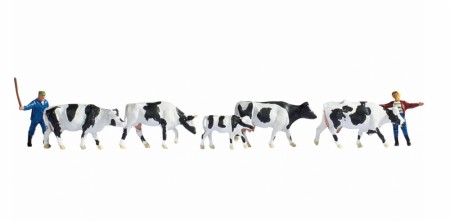 Drover and Cows