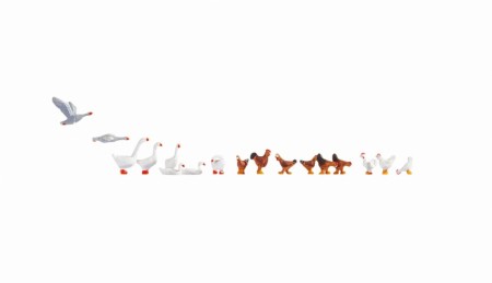 Chicken and Geese