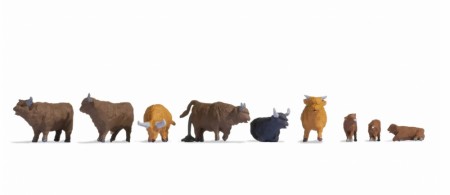 Highland Cattle
