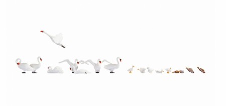 Swans and Ducks